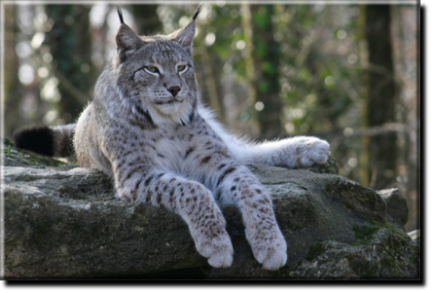 Lynx physique